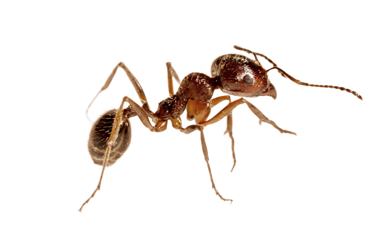 Ant Control