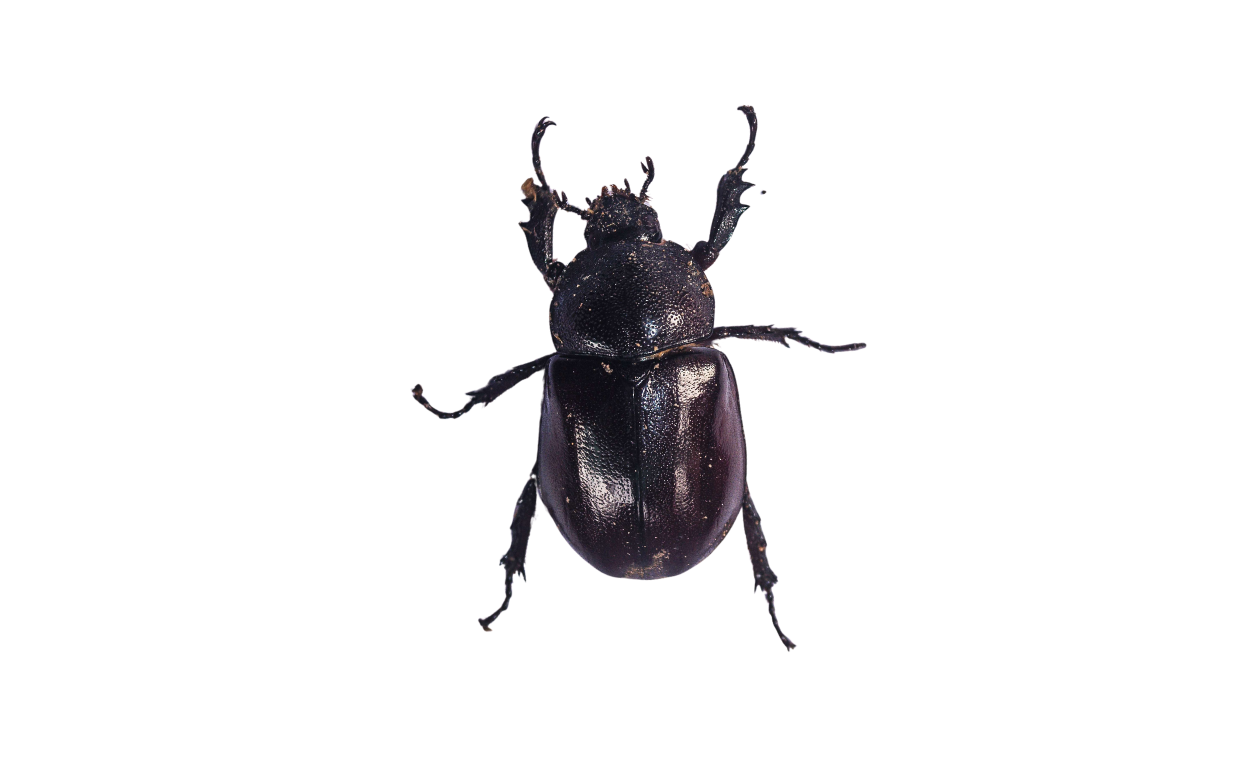 Beetle DIY Guide
