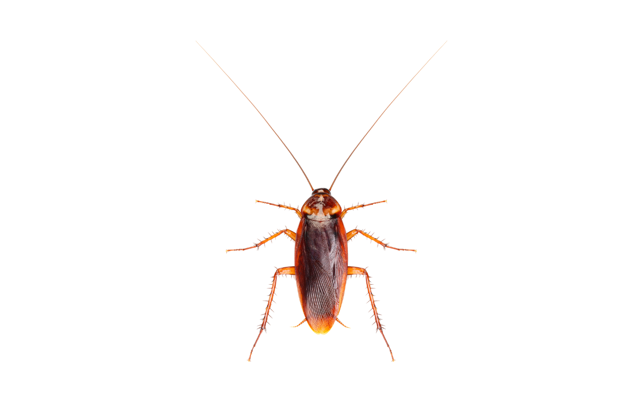 Cockroach Control