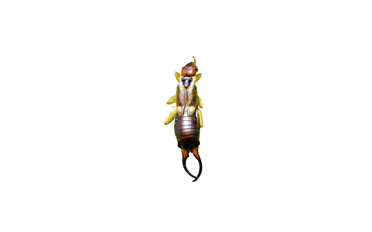 Earwig DIY Guide