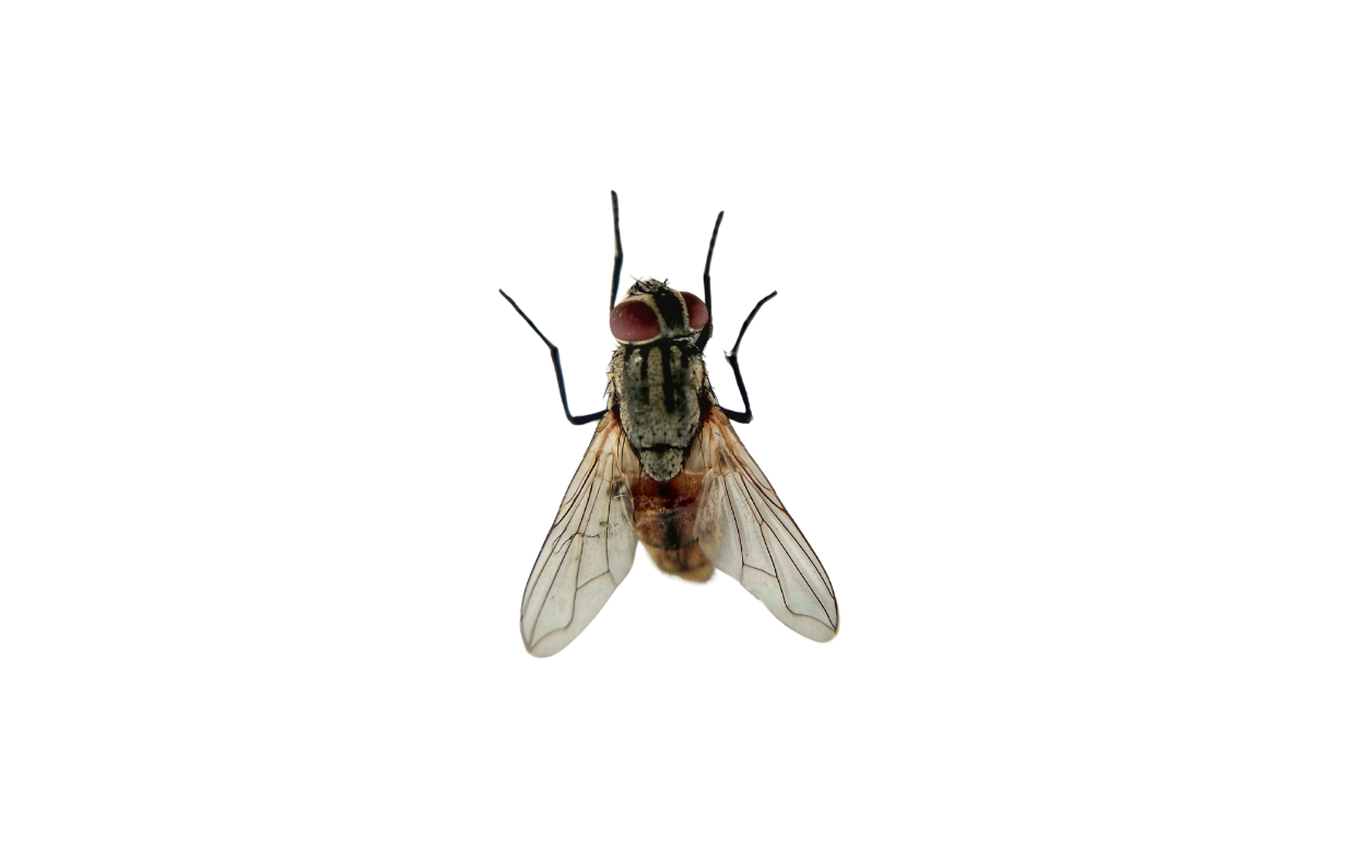 Fly Control