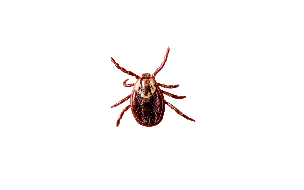 Mites DIY Guide