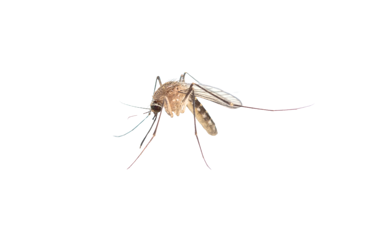 Mosquito Control