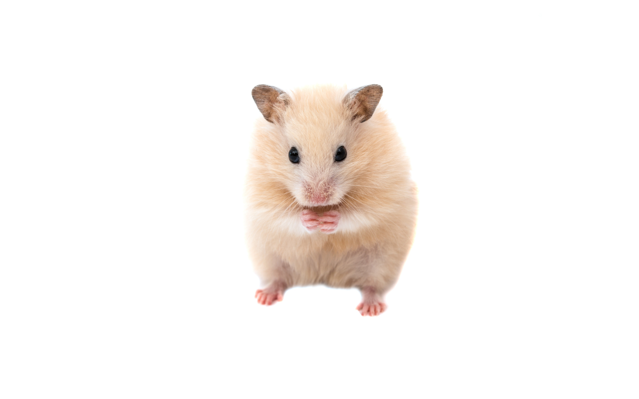 Rodent Control