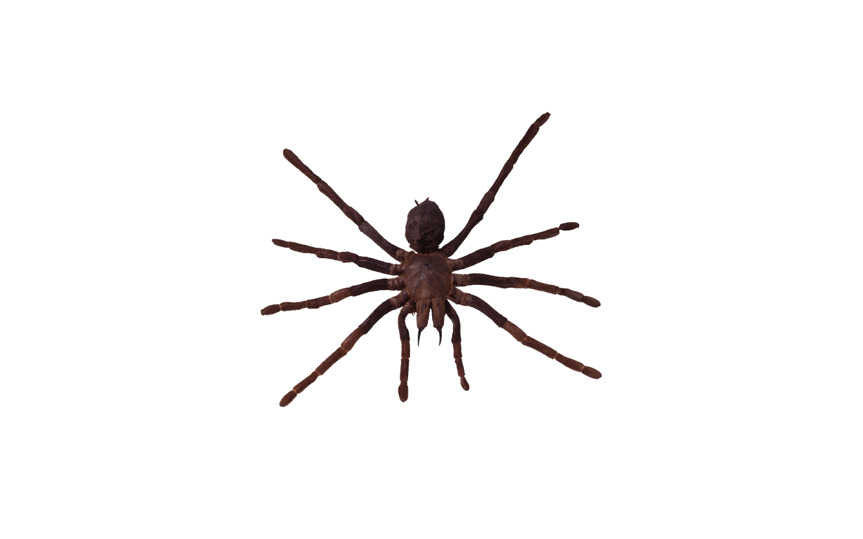 Spider Control