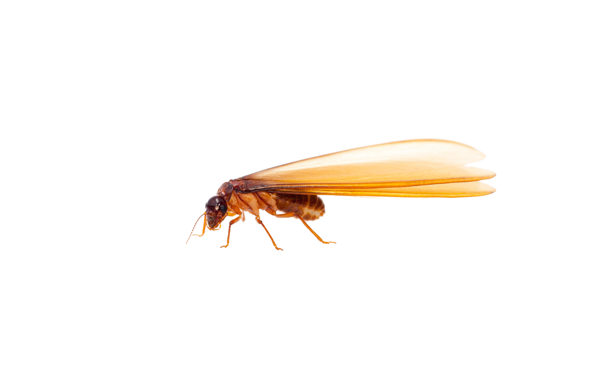 Termite Control