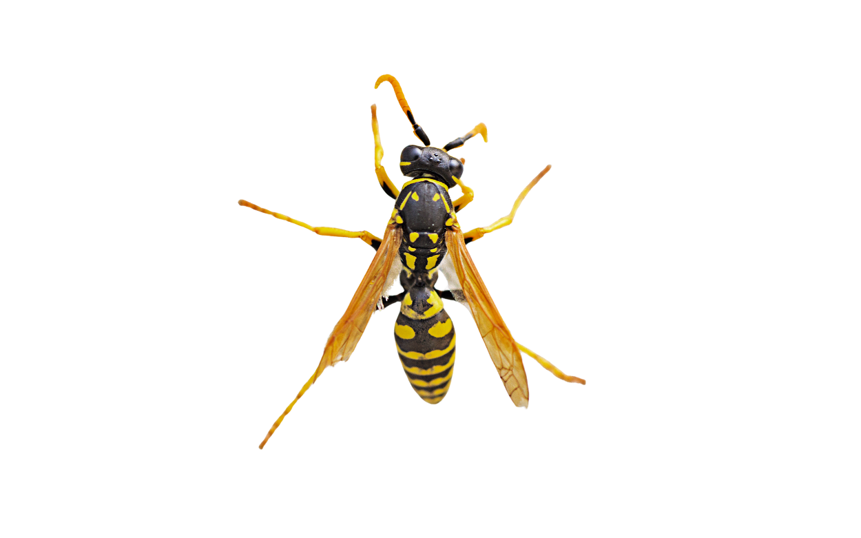 Wasp Control